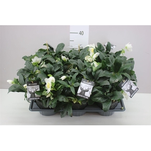 Helleborus Ni Winter Fleur 50+ X Large