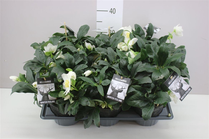 <h4>Helleborus Ni Winter Fleur 50+ X Large</h4>