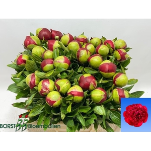 PAEO RED CHARM