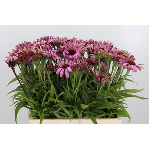 Echinacea Purpurea Roze