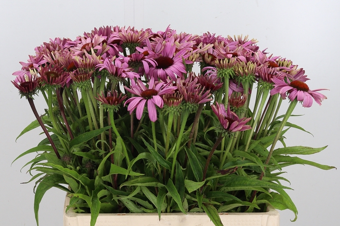 <h4>Echinacea Purpurea Roze</h4>