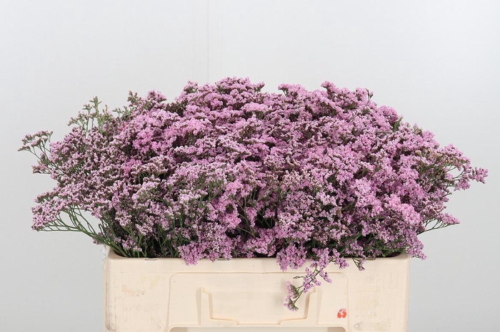 <h4>Lim Saf Oshi Pink</h4>