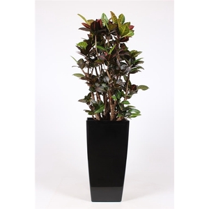 Codiaeum Petra (Croton ) in Piza pot 