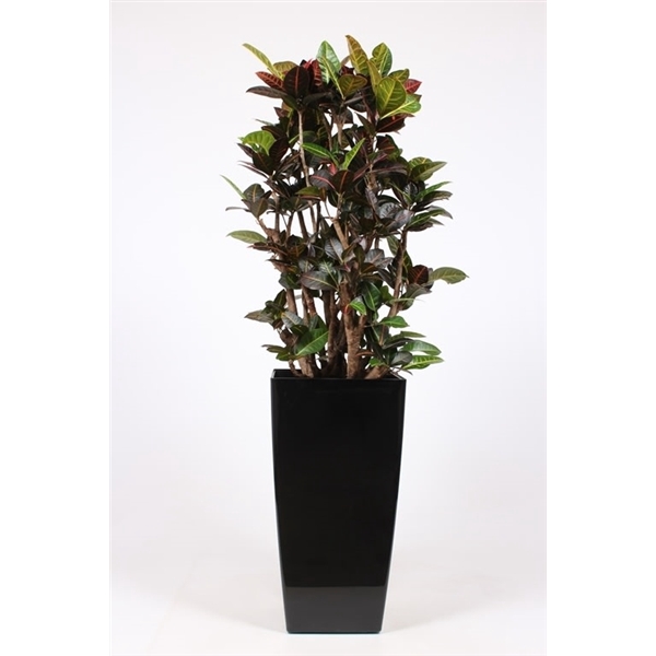 <h4>Codiaeum Petra (Croton ) in Piza pot "antraciet"</h4>