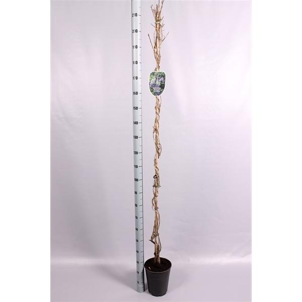 <h4>Wisteria Sinensis 'Prolific'</h4>