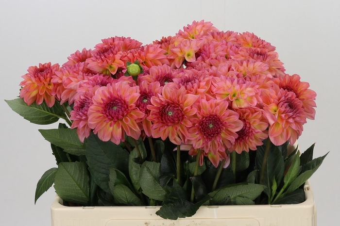 <h4>Dahlia Chanel</h4>