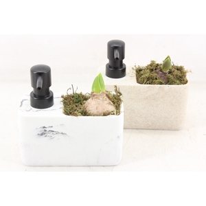 arr4 Hyacint FL - Soap Dispenser