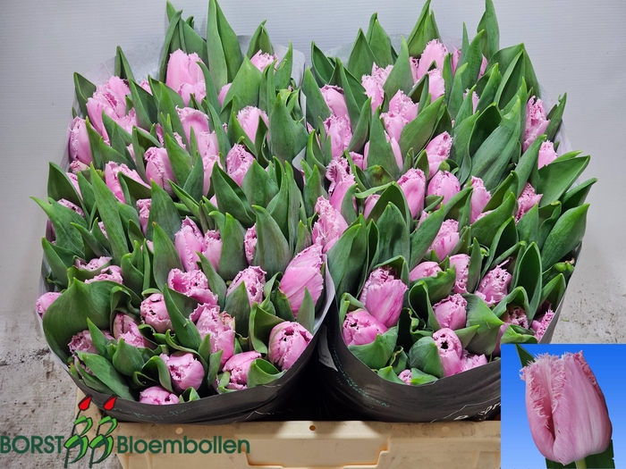 <h4>TU FR RESOLUTE</h4>