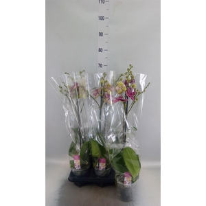 Phalaenopsis   ...mix