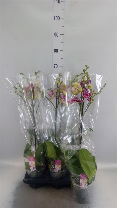 <h4>Phalaenopsis   ...mix</h4>