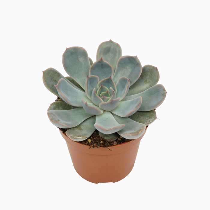<h4>Echeveria Orion</h4>