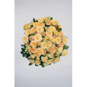 R GR Tr Yoga Trendsetter