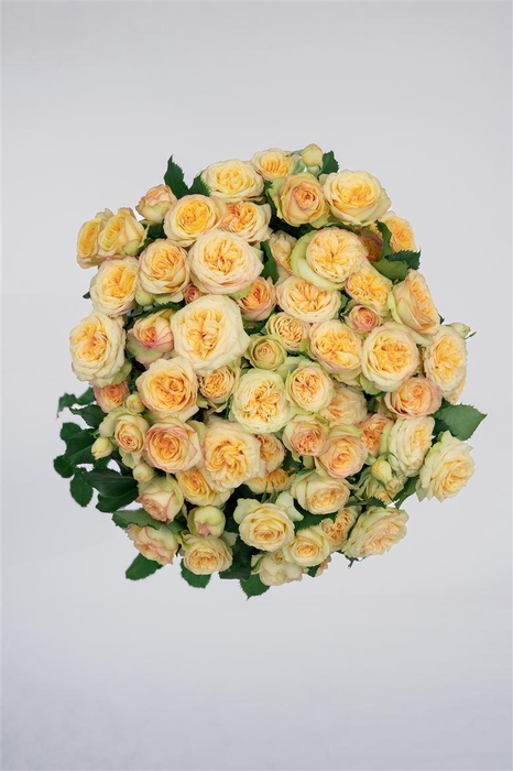 <h4>R GR Tr Yoga Trendsetter</h4>