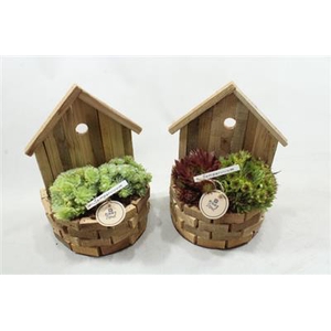 1193 HOUT WATERPUT SEMP