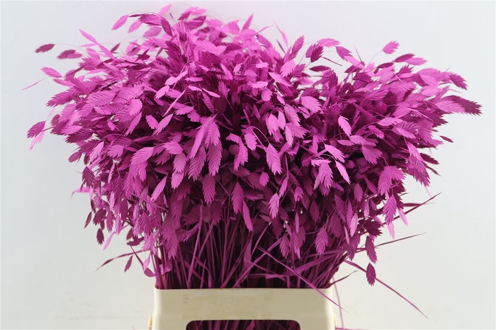 Dried Chasmantium Cerise P Stem