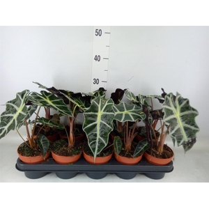 Alocasia amazonica 'Polly'