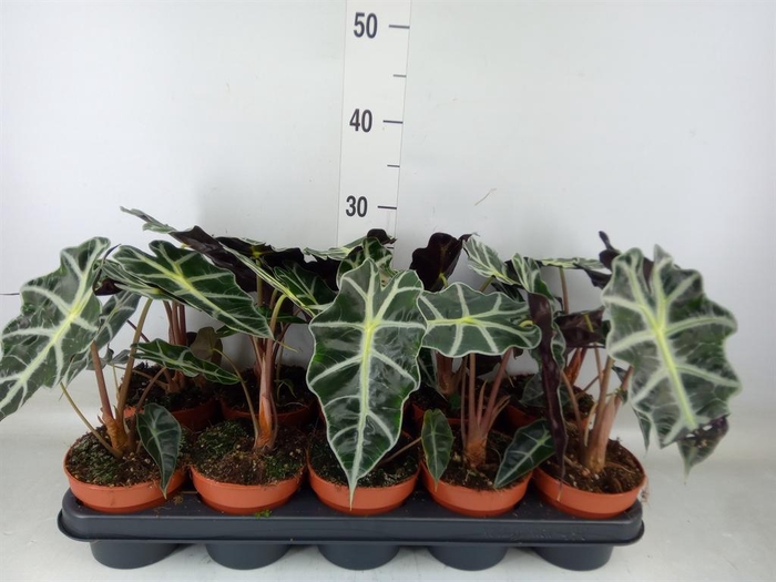 <h4>Alocasia amazonica 'Polly'</h4>