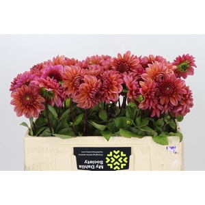 Dahlia Salmon Runner