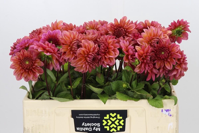 <h4>Dahlia Salmon Runner</h4>