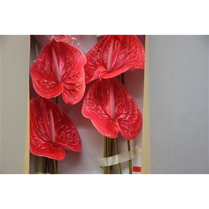 Anthurium Exclusief Nr 283