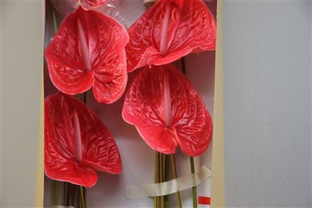 <h4>Anthurium Exclusief Nr 283</h4>