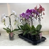 Phal Gem Umbrella