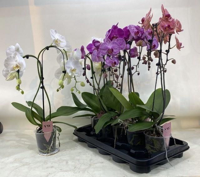 Phal Gem Umbrella