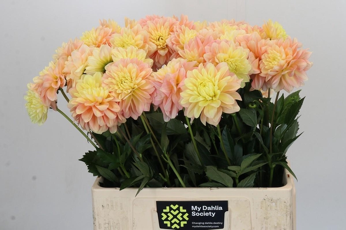<h4>Dahlia Giovanna</h4>