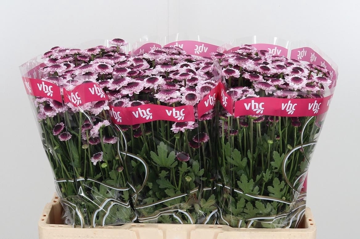 <h4>Chr San Sweetheart</h4>