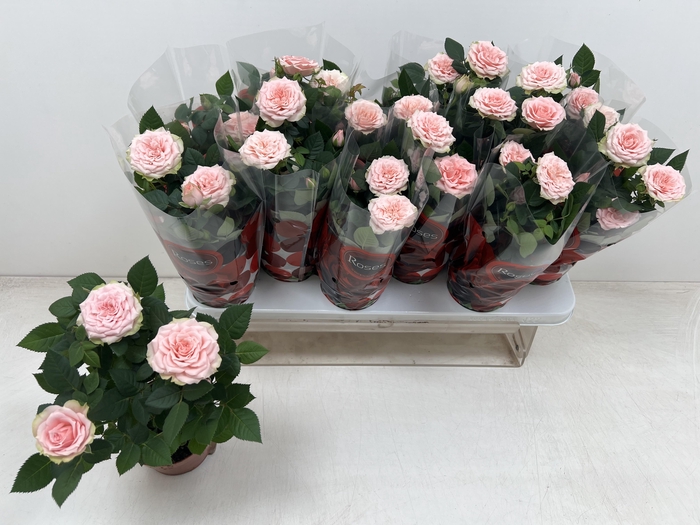 <h4>RO FAV RO PINK</h4>