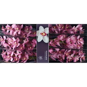 Cymb Tak Pink Ployd x 6