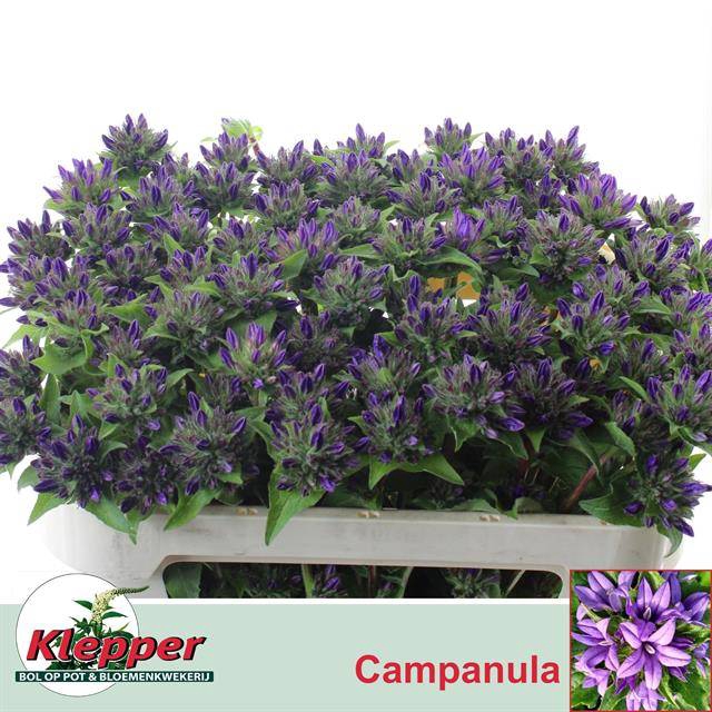 <h4>CAMP GLOMERATA OV</h4>