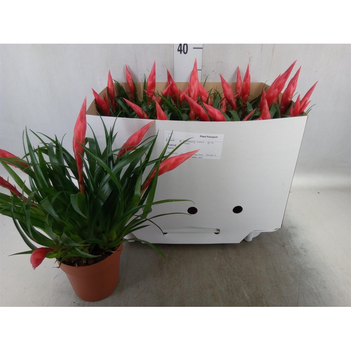 <h4>Vriesea  'Astrid'</h4>