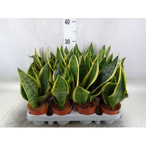 Sansevieria trifa. 'Futura Superba'
