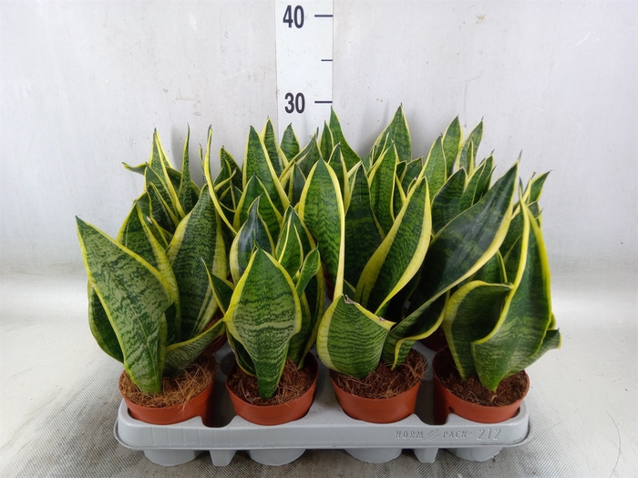 <h4>Sansevieria trifa. 'Futura Superba'</h4>