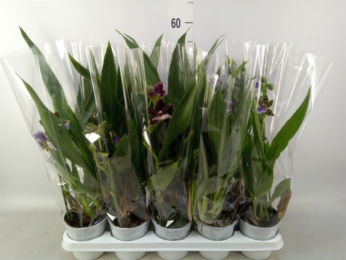 <h4>Zygopetalum  'Louisendorf'</h4>