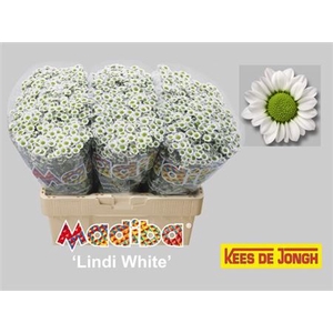CHR SAN MAD LINDI WH