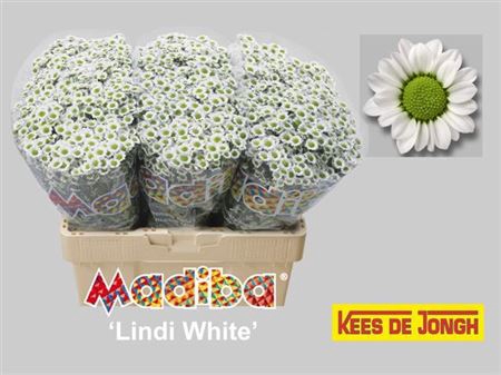 CHR SAN MAD LINDI WH