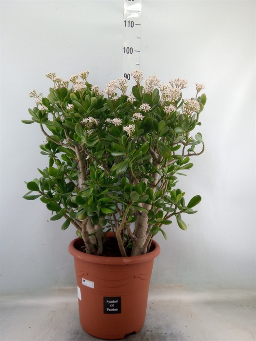 <h4>Crassula ovata</h4>