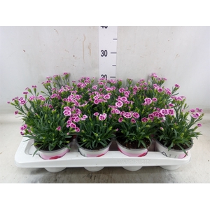 Dianthus  'Pink Kisses'
