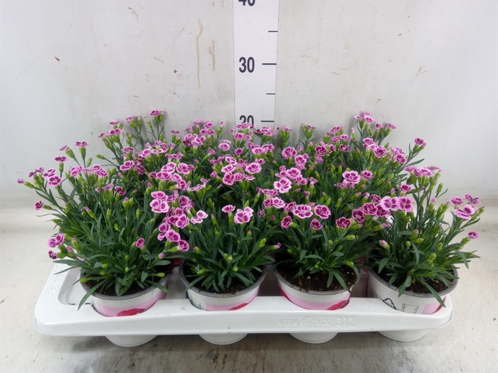 <h4>Dianthus  'Pink Kisses'</h4>