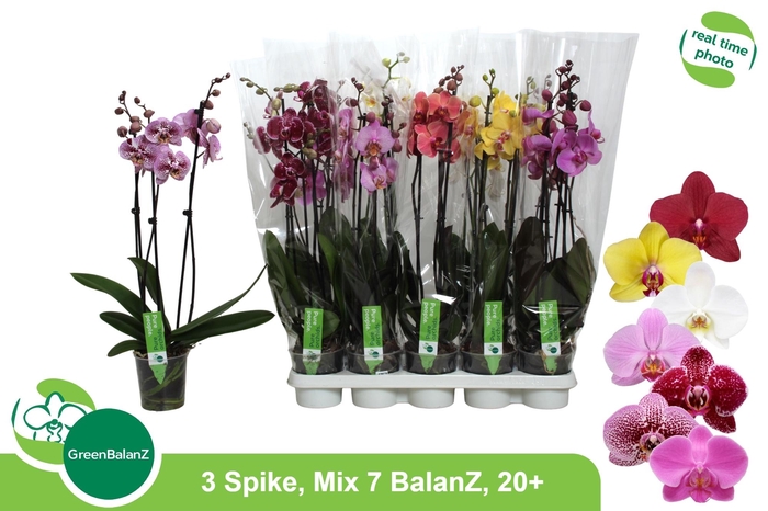 <h4>PHAL GEM 7 KL</h4>