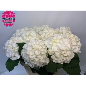 <h4>HYDR M CH WHI VERENA</h4>