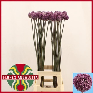 ALLIUM SUMMER DRUMME