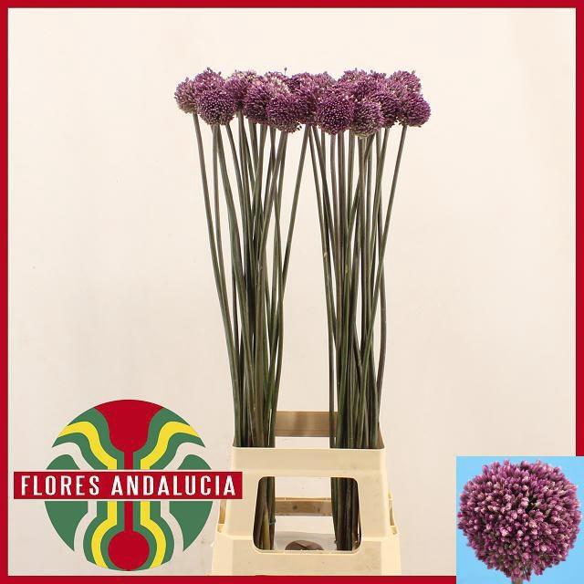 <h4>ALLIUM SUMMER DRUMME</h4>