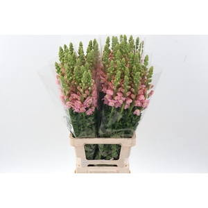 Antir Poto Light Pink