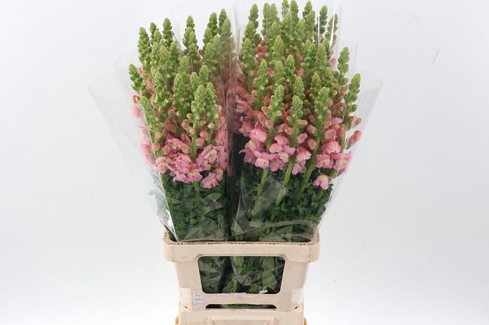 <h4>Antir Poto Light Pink</h4>