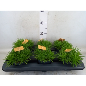 Senecio archeri 'Himalaya'