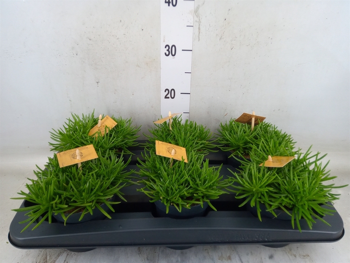 <h4>Senecio archeri 'Himalaya'</h4>