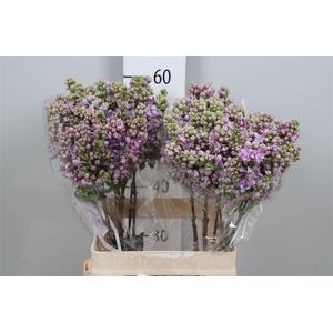 Syr V Michel Buchner 4+